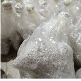 کمپوست قارچ انوکی (بستر رشد قارچ)